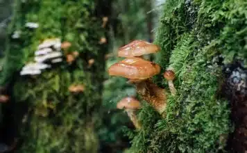 brown mushroom on green grass during daytime